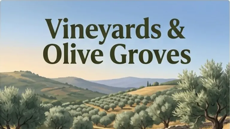 Vineyards & Olive Groves